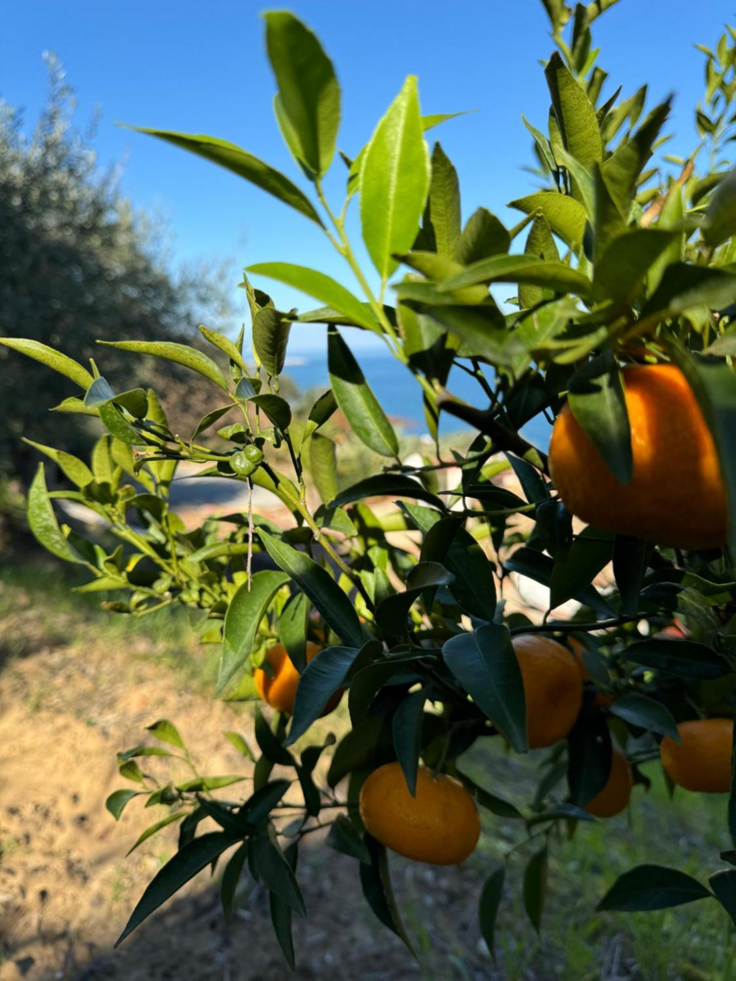 Mareblu Bed and Breakfast Cefalù Εξωτερικό φωτογραφία